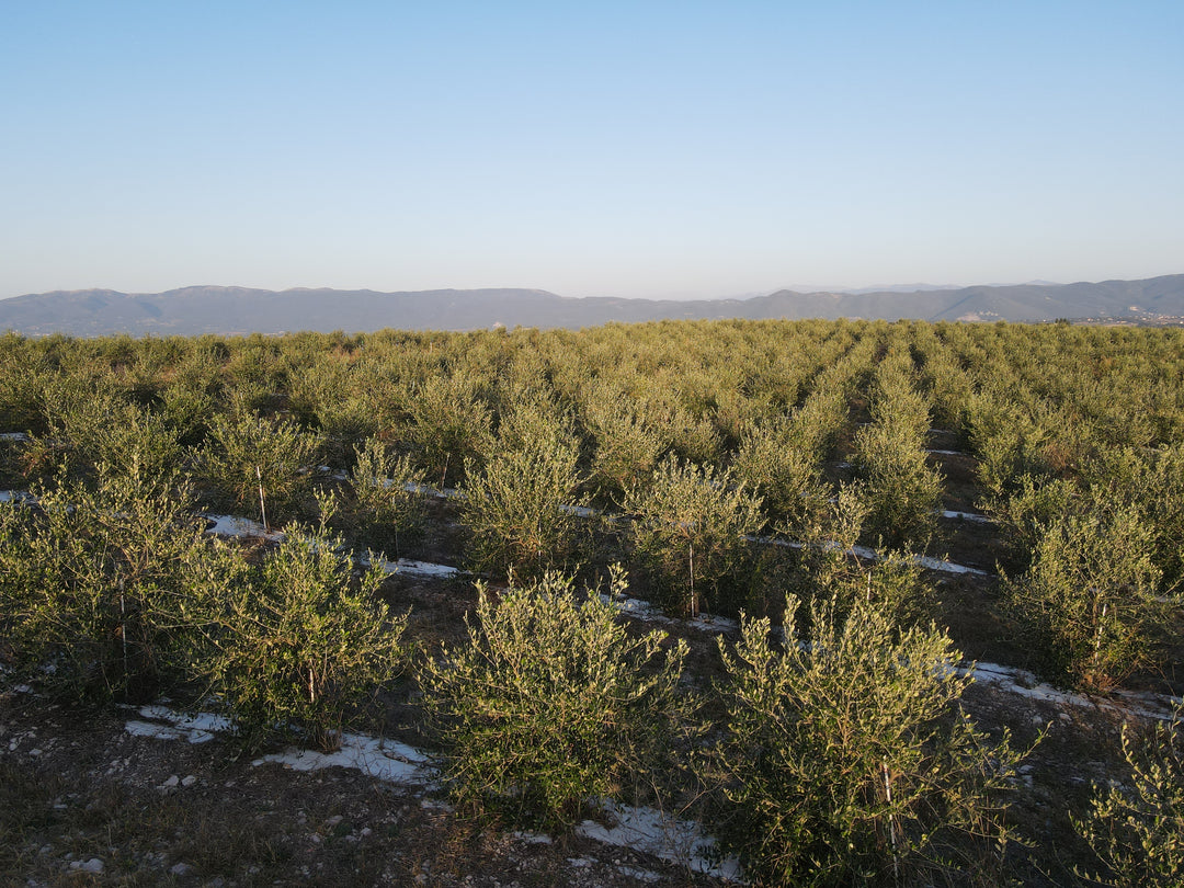Terre Del Papa: los brotes de olivo orgánicos más grandes de Italia en la región de Umbría
