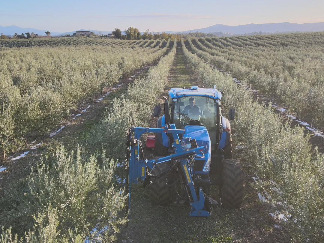 Descubre el olivar ecológico más grande de Italia